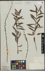 Foto von Salix purpurea L.